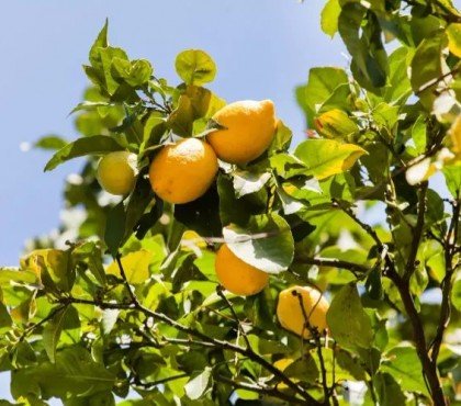 comment s'occuper d'un citronnier 4 saisons