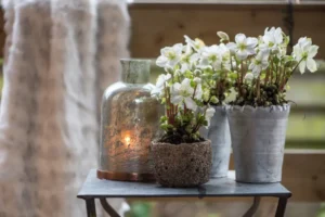 comment soigner une rose de noël en pot extérieur culture entretien arrosage