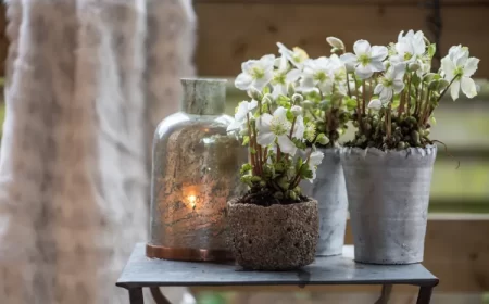 comment soigner une rose de noël en pot extérieur culture entretien arrosage