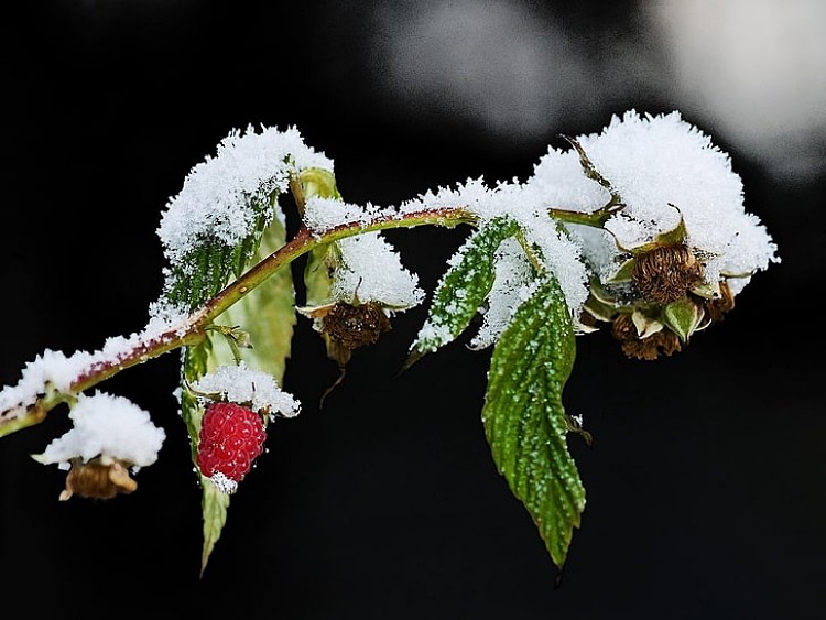 comment tailler framboisiers hiver 2022 trucs astuces taille framboises entretien jardin