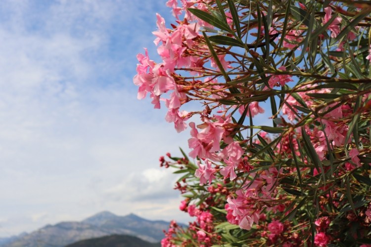 comment tailler un laurier rose avant l hiver