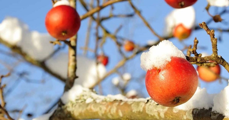 comment traiter les arbres fruitiers naturellement