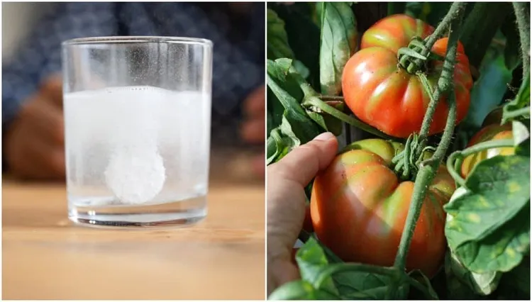 comment utiliser aspirine dans les plantes jardin potager tomates legumes