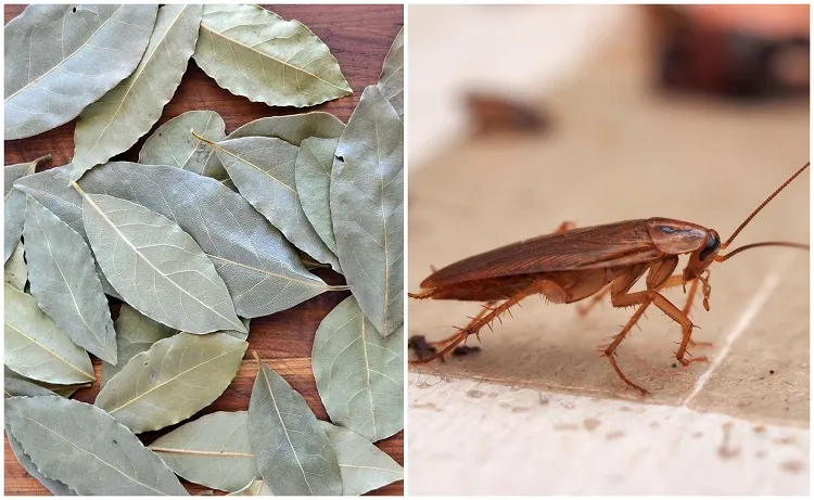 comment utiliser feuilles laurier dans la maison pour éloigner les cafards et les mites répulsif naturel anti insectes