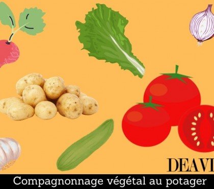 compagnonnage végétal au potager plantes compagnes