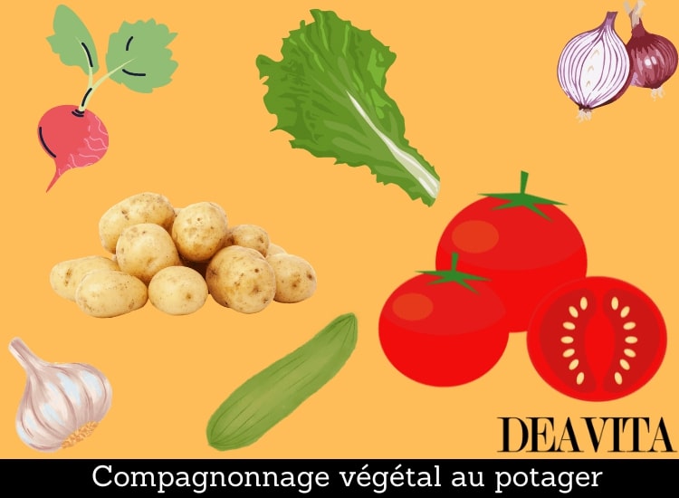 compagnonnage végétal au potager plantes compagnes