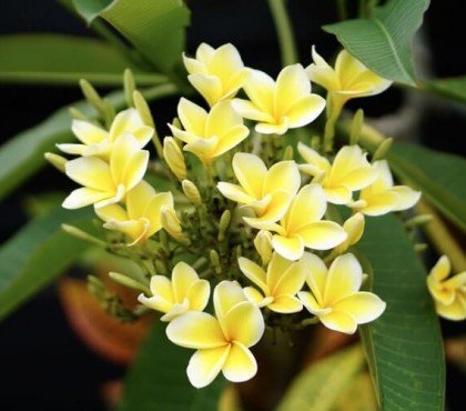 conserver un plumeria refleurir printemps survivre hiver protection