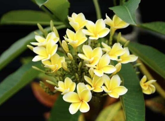 conserver un plumeria refleurir printemps survivre hiver protection