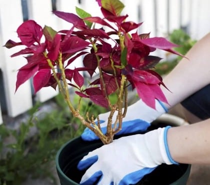 cultiver poinsettia en extérieur en pot France est ce étoile noel rustique