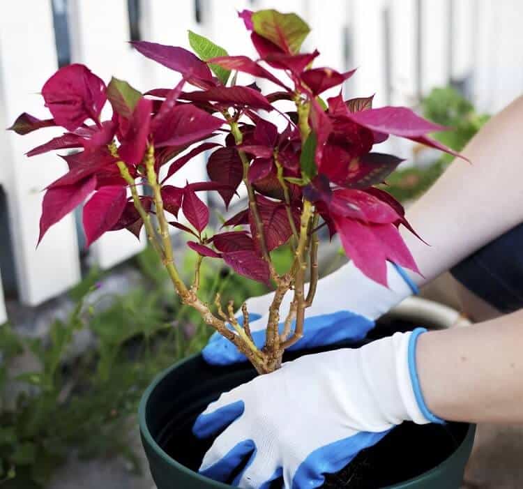 cultiver poinsettia en extérieur en pot France est ce étoile noel rustique