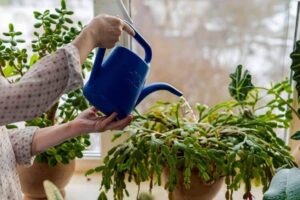 entretien cactus de Noël arroser abondamment laisser excès eau écouler trous drainage