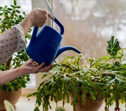 entretien cactus de Noël arroser abondamment laisser excès eau écouler trous drainage