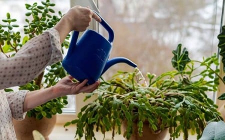 entretien cactus de Noël arroser abondamment laisser excès eau écouler trous drainage