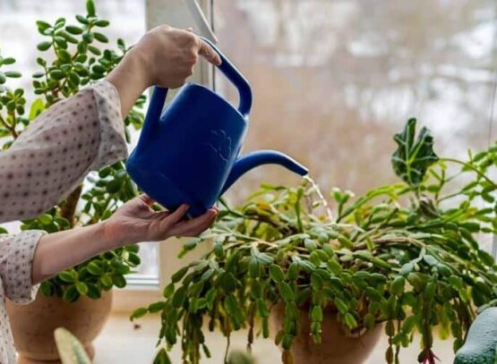 entretien cactus de Noël arroser abondamment laisser excès eau écouler trous drainage