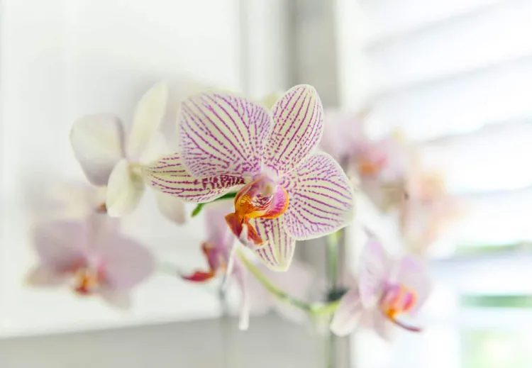 entretien facile des orchidées 2022