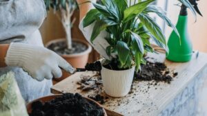 est ce que le marc de cafe bon plantes interieur exterieur fleurs jardin