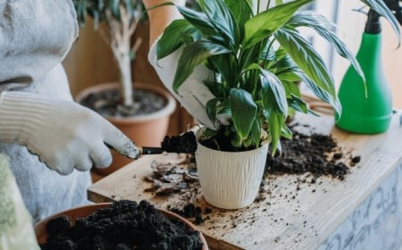 est ce que le marc de cafe bon plantes interieur exterieur fleurs jardin