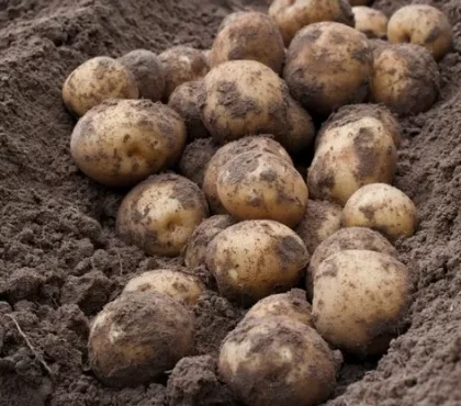 est-ce qu'on peut laisser les pommes de terre en terre astuces conseils méthode de stockage traditionnelle