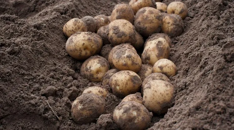 est-ce qu'on peut laisser les pommes de terre en terre astuces conseils méthode de stockage traditionnelle