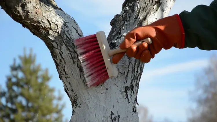 fabriquer chaux arboricole maison quand chauler arbres protection antifongique parasites