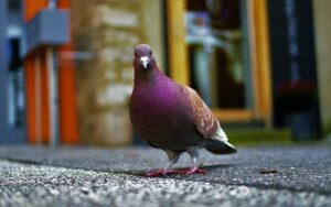 faire fuir les pigeons balcon toit fenetre jardin ceresier oiseaux gris truc astuces