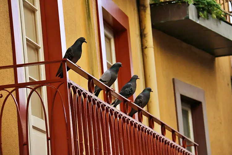 faire fuir pigeon balcon fentere control comment astuces bruit toit
