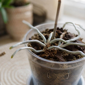 faire repartir une orchidée sans feuille