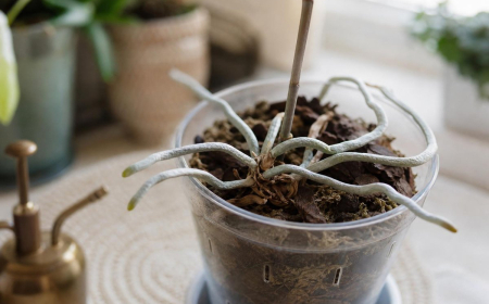 faire repartir une orchidée sans feuille