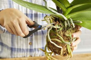 faut-il couper les racines sèches des orchidées