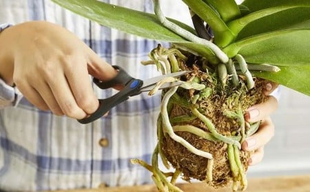 faut-il couper les racines sèches des orchidées