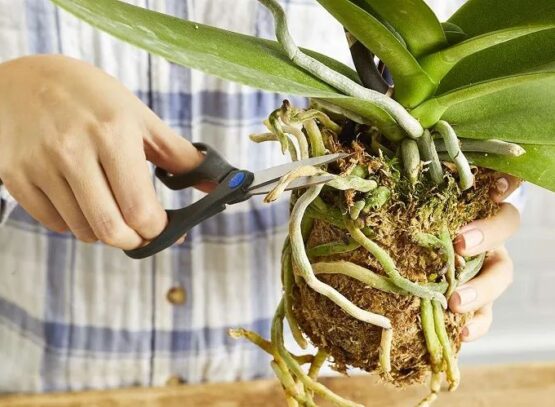 faut-il couper les racines sèches des orchidées