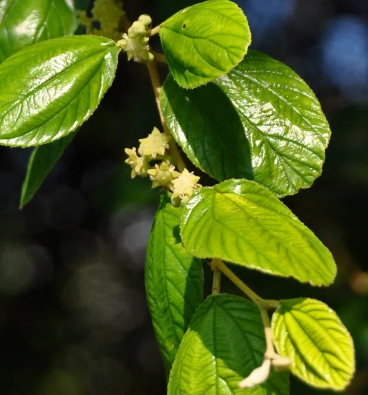 Jujube Leaf Benefits Extract Juice Blend Roasted Cumin Seeds