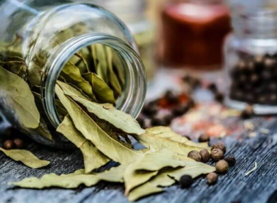feuilles de laurier bienfaits boire potion immunité prendre bain soulagement