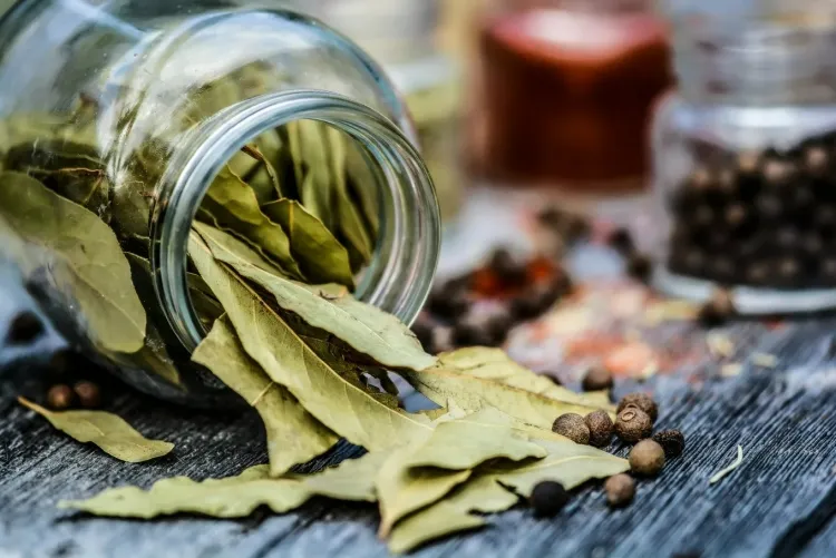 feuilles de laurier bienfaits boire potion immunité prendre bain soulagement