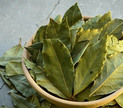 feuilles de laurier dans armoire astuce vert maison