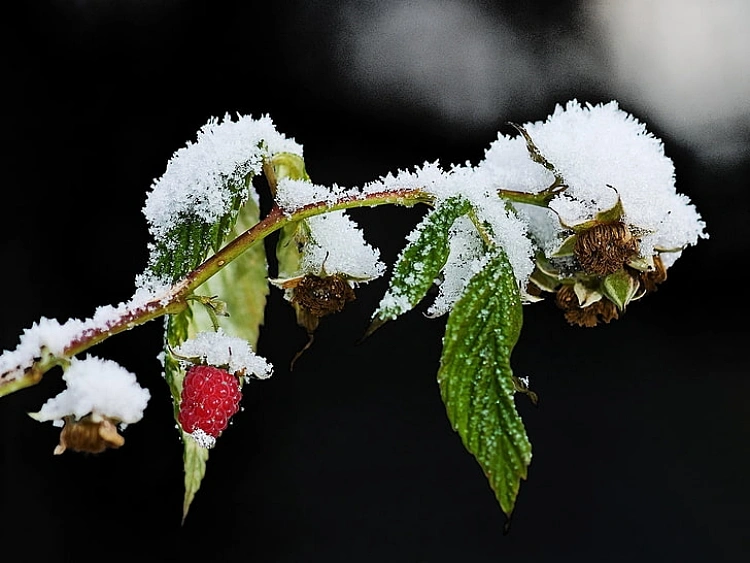 framboise rouge, framboises, branche, hiver, neige, température froide