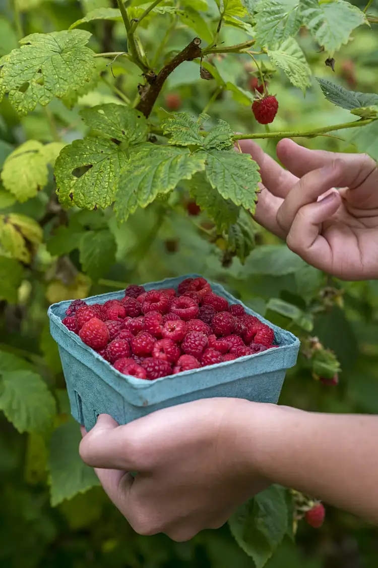 Faut-il tailler les framboisiers pour l'hiver automne rouge vert jardin recolte