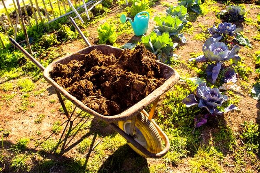 fumier de cheval pour quelles plantes