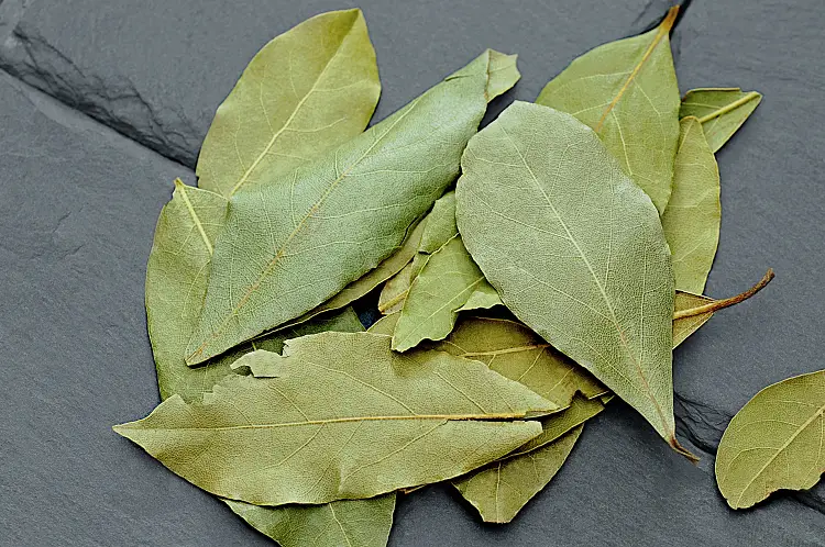laurier feuilles dormir astuces medecine sante bien etre nature vert vie