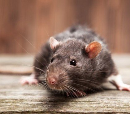 le vinaigre fait-il fuir les rats 2022