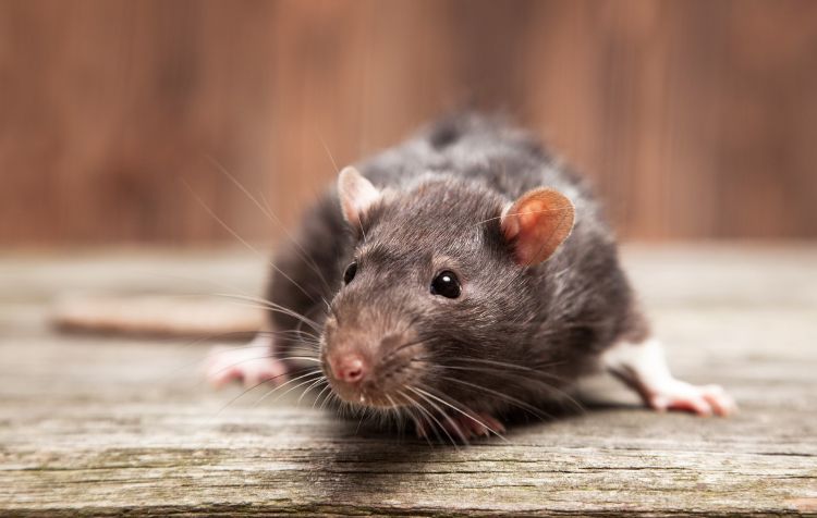 le vinaigre fait-il fuir les rats 2022