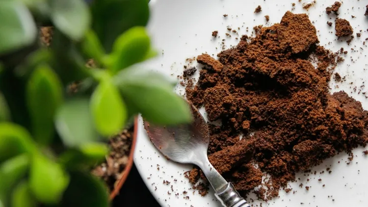 marc de café engrais utiliser matériau compost contenu azote booster