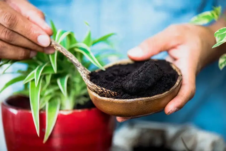 marc de caffe plantes comment utiliser jardin nature recyclage