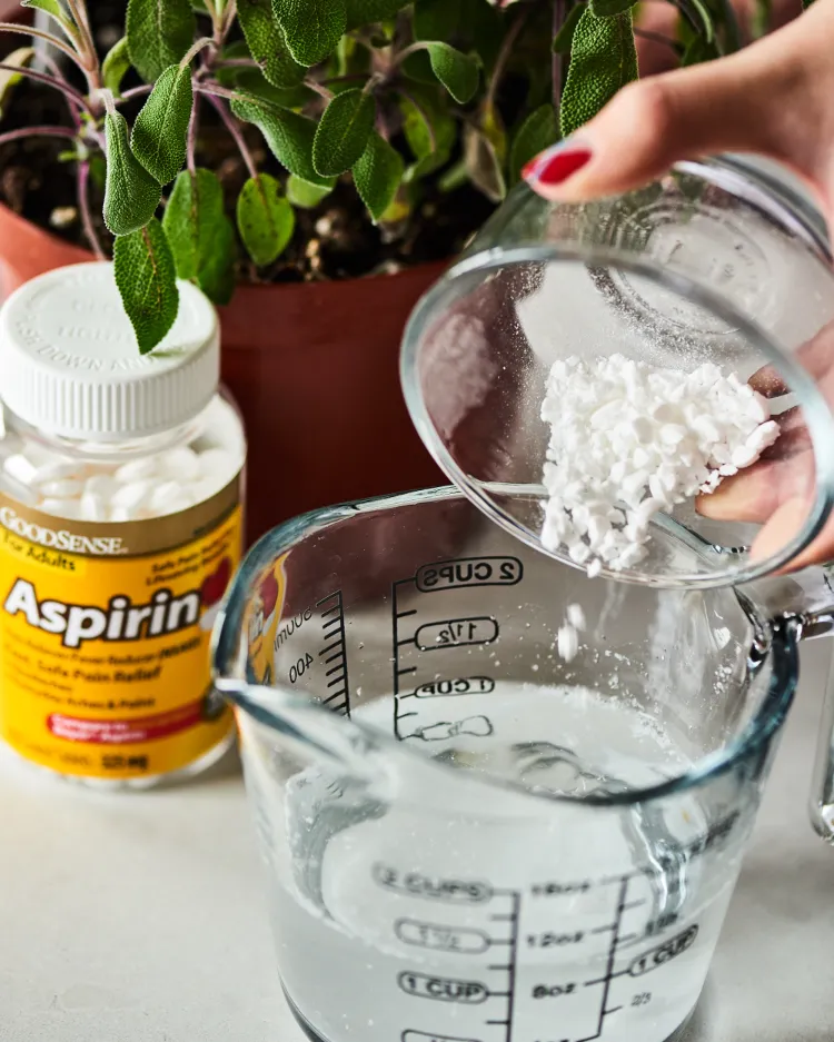 mettre de l'aspirine dans les plantes intérieur pot hiver