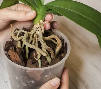 nettoyage racines orchidées peut-on couper les racines aériennes d'une orchidée