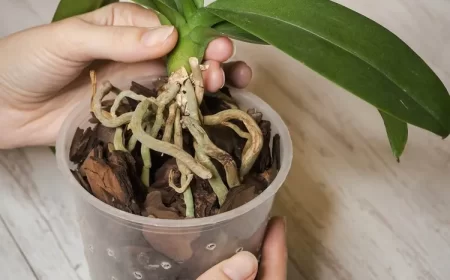 nettoyage racines orchidées peut-on couper les racines aériennes d'une orchidée