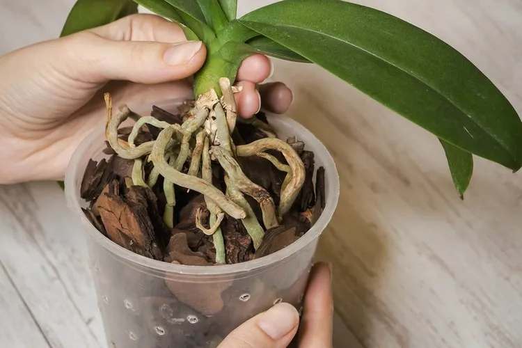 nettoyage racines orchidées peut-on couper les racines aériennes d'une orchidée