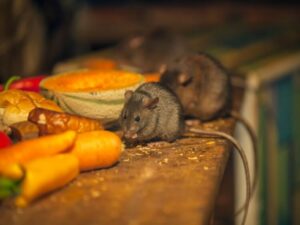 odeurs qui font fuir les rats