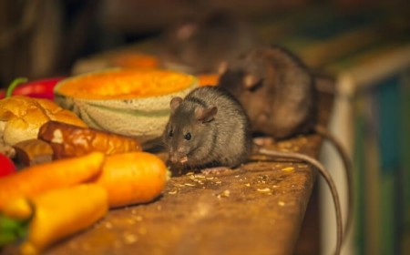 odeurs qui font fuir les rats