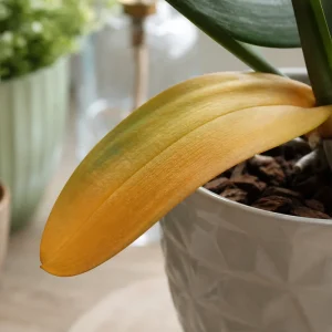 orchidée avec feuille jaune que faire comment y remédier causes conseils astuces
